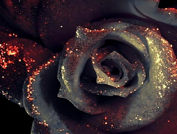vampire rose, plants, soft, delecte, nice, rose, blossoms, bud, nature, flowers, blooms, lovely HD wallpaper