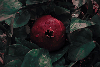 Garnet, Food, Leaves, Drops, Fruit, Pomegranate HD wallpaper
