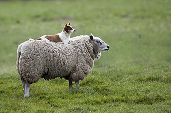 Animals, Grass, Dog, Sheep HD wallpaper