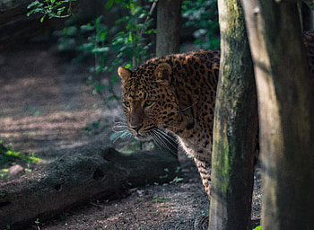 Wildlife, spots, Leopard, animal HD wallpaper