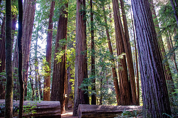 Redwood National Park, Attractions and recommendations, Travel guide, Adventures in nature HD wallpaper
