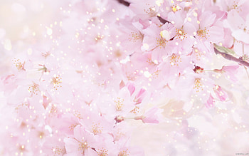 Plants, Flowers HD wallpaper