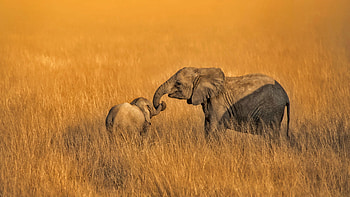 Animal, African Bush Elephant, Africa, Baby Animal, Elephants HD wallpaper
