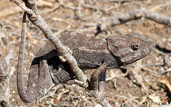 Animals, Grass, Branches, Lizard, Dry HD wallpaper