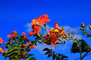 Flowers, Sky, Branches, Bloom, Flowering, Hibiscus HD wallpaper