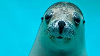 Seal, sealife, cute, animals HD wallpaper