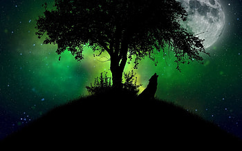 Wolf Sound in Dark Night HD wallpaper