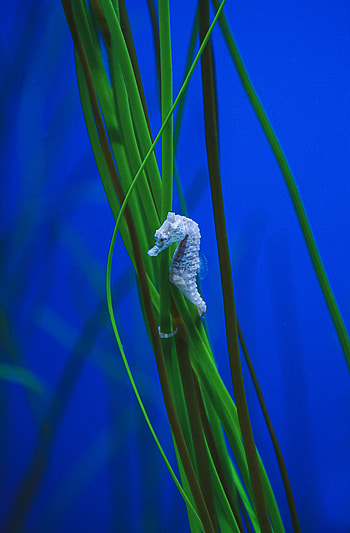 Water, Macro, Seaweed, Algae, Under Water, Underwater, Sea Horse, Seahorse HD phone wallpaper