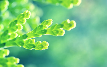 Grass, Background, Plant, Macro, Greased, Smeared HD wallpaper