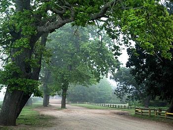 Shadow of the Greens, Stellenbosch, trees, road, sky, leaves HD wallpaper