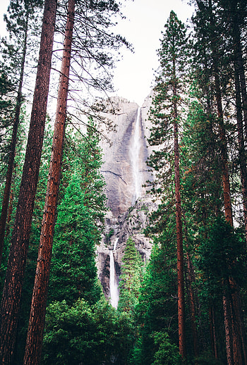 Nature, Trees, Waterfall, Forest HD phone wallpaper