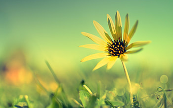 New Morning, Blossom, Grass, Petals, Bloom, Flower HD wallpaper