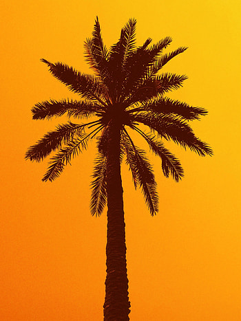 Sky, Dark, Silhouette, Palm HD phone wallpaper