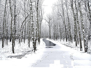 Through the Trees, trees, sky, water, snow HD wallpaper