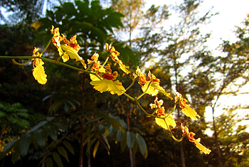 Dancing Lady Orchids, flying kingdee, orchid, dancing, yellow HD wallpaper