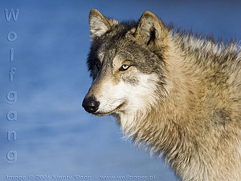 wolfgang, alska, wolves, snow, wild beauties HD wallpaper