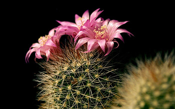 Stenocactus crispatus, Cactus HD wallpaper