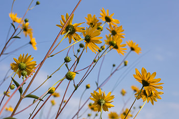 Flowers, Camomile, Chamomile, Wildflowers HD wallpaper