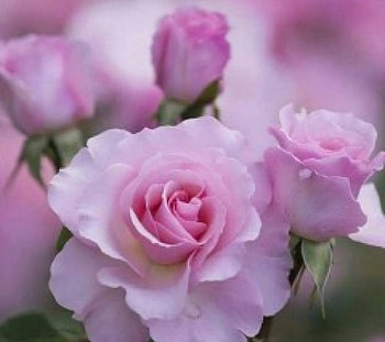 pink flower, pink, beautiful, lovely, flower HD wallpaper