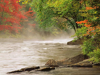 misty river, mist, fog, trees, forests, nature, rivers HD wallpaper