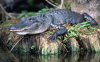 Alligator , Animal background , Reptile close-up, Powerful predator HD wallpaper