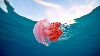 Jellyfish backgrounds, Serene underwater beauty, Mesmerizing marine life, Calming screensaver HD wallpaper