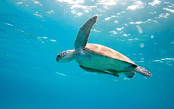 Sea turtle HD wallpaper
