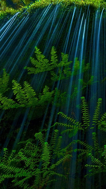 4 k, Green Nature HD phone wallpaper