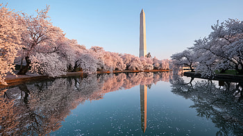Spring, Washington Monument, City HD wallpaper