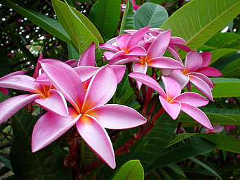 Flowers, Leaves, Pink, Delicate, Gentle, Plumeria HD wallpaper