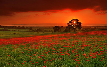 Landscape, Sunset, Fields, Poppies HD wallpaper