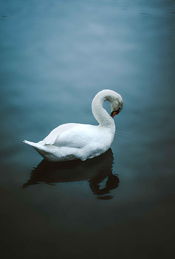 Animals, Water, Bird, Swan HD phone wallpaper