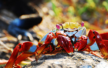 Animals, Bright, Crab, Claws HD wallpaper