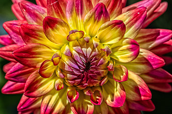 Flowers, Petals, Bud, Close-Up, Dahlia HD wallpaper