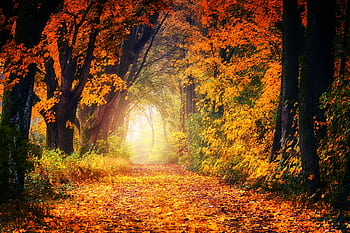 A scenic autumn pathway surrounded by vibrant fall foliage, creating a tunnel of colorful leaves. HD wallpaper