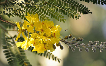 Acacia Tree, Natural beauty, Scenic delight, Tree's charm HD wallpaper
