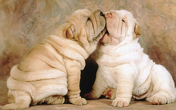 Sweet dog kiss, sweet, dog, puppy, sharpei, kiss HD wallpaper
