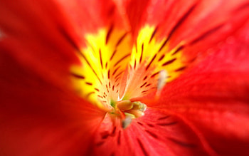 Flower, Macro HD wallpaper