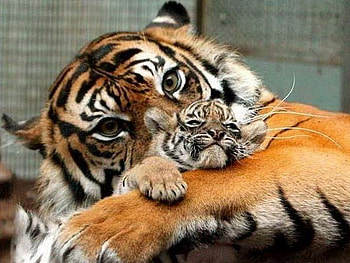 A little nap, nap, white, black, cub, tiger, gold, stripes, love, mother HD wallpaper