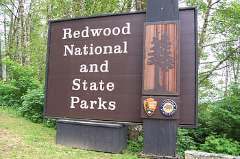 Redwood National Park, California's gem, National park beauty, Nature's sanctuary HD wallpaper