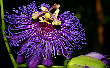 Violet, Flower, Macro, Purple, Inspiration, Passion HD wallpaper