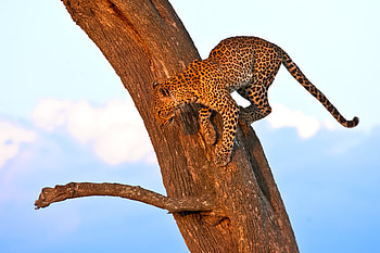leopard-on-the-wood, animal, leopard, wood, big cat, wild cat HD wallpaper