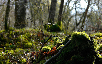 Nature, Forest, Branch, Moss HD wallpaper