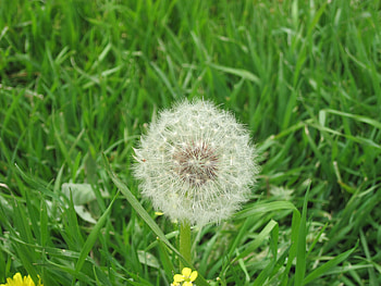 feel the spring, beautiful, spring HD wallpaper