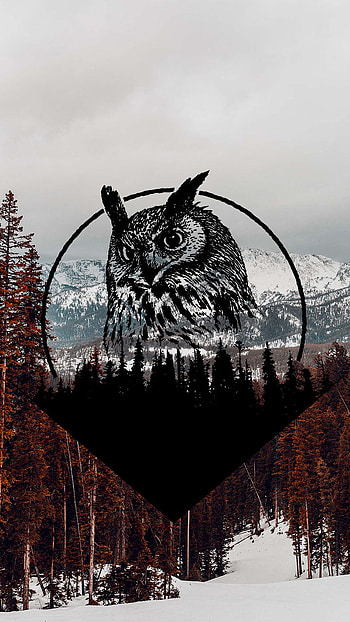 Animal, owl HD phone wallpaper