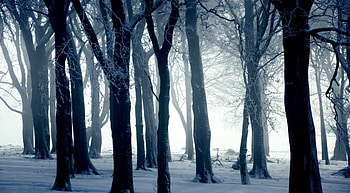 Cold day, winter, scene, landscape, , cold, funeral, tree, snow, nature, , forest HD wallpaper