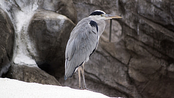 Gray heron, Ardea cinerea, Ciconiiformes, Animals, Ardeidae, 3840x2160, aosagi, , Animal, Birds HD wallpaper