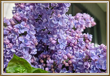 BEAUTIFUL LILACS, PRETTY, NATURE, LILACS HD wallpaper