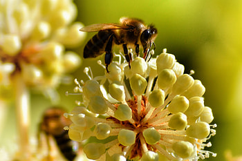 Flower, Macro, Bee, Pollination HD wallpaper