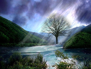 Lake and tree, trees, lakes HD wallpaper